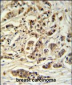 M11D1 Antibody  (N-term)